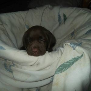 Meet your Posher, Allen